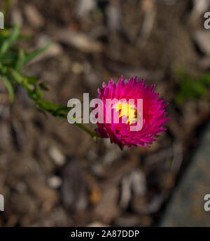 Un bel ciuffo di decorazione Australian rosa e bianco Everlastings o carta di margherite una specie in generi Xerochrysum famiglia Asteraceae in primavera. Foto Stock