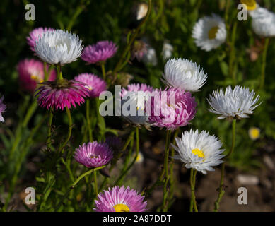 Un bel ciuffo di decorazione Australian rosa e bianco Everlastings o carta di margherite una specie in generi Xerochrysum famiglia Asteraceae in primavera. Foto Stock