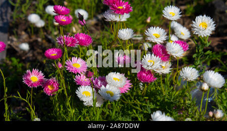 Un bel ciuffo di decorazione Australian rosa e bianco Everlastings o carta di margherite una specie in generi Xerochrysum famiglia Asteraceae in primavera. Foto Stock