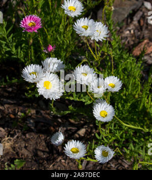 Un bel ciuffo di decorazione Australian rosa e bianco Everlastings o carta di margherite una specie in generi Xerochrysum famiglia Asteraceae in primavera. Foto Stock