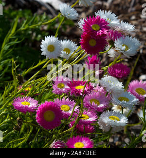 Un bel ciuffo di decorazione Australian rosa e bianco Everlastings o carta di margherite una specie in generi Xerochrysum famiglia Asteraceae in primavera. Foto Stock