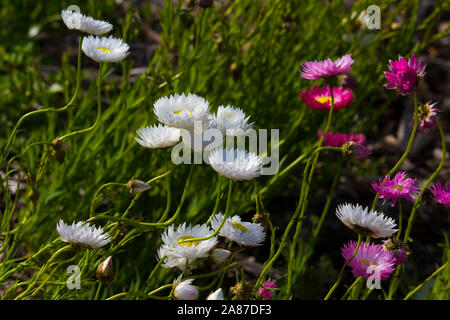 Un bel ciuffo di decorazione Australian rosa e bianco Everlastings o carta di margherite una specie in generi Xerochrysum famiglia Asteraceae in primavera. Foto Stock