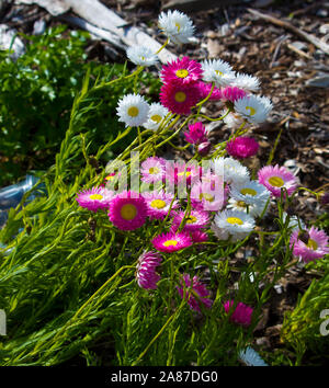 Un bel ciuffo di decorazione Australian rosa e bianco Everlastings o carta di margherite una specie in generi Xerochrysum famiglia Asteraceae in primavera. Foto Stock