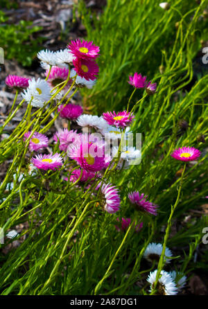 Un bel ciuffo di decorazione Australian rosa e bianco Everlastings o carta di margherite una specie in generi Xerochrysum famiglia Asteraceae in primavera. Foto Stock