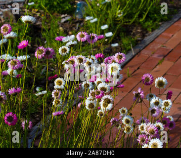 Un bel ciuffo di decorazione Australian rosa e bianco Everlastings o carta di margherite una specie in generi Xerochrysum famiglia Asteraceae in primavera. Foto Stock