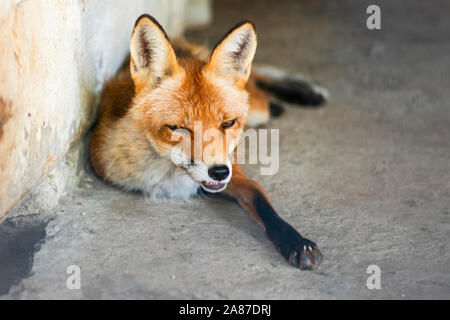 Giovane poco adorabile cucciolo fox dormendo. Close up ritratto di rosso arancio predator con lunga coda. Foto Stock