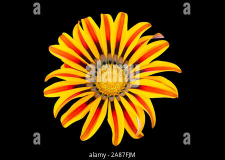 Fiore di Gazania di colore giallo e rosso su fondo nero Foto Stock