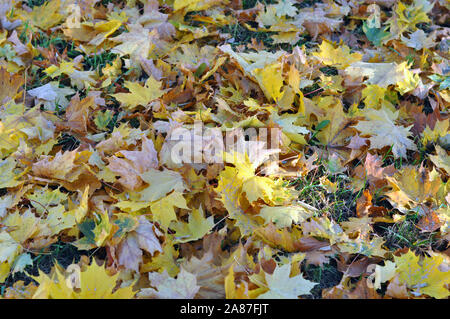 Giallo di foglie di acero giacciono a terra. Autunno Foto Stock