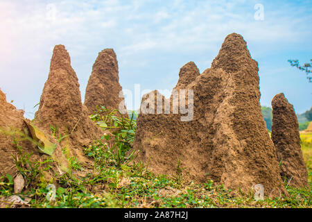 Termite gigante tumuli.Sijhora Madhya Pradesh, India Foto Stock