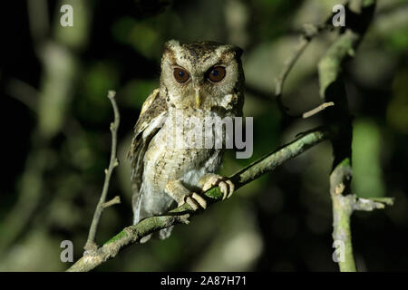 Acciuffato Assiolo, Otus lettia, Maguri, Beel, Assam, India Foto Stock