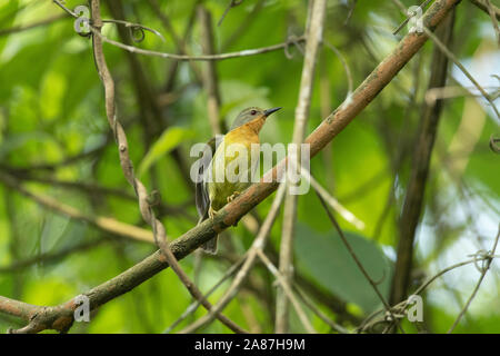 Ruby-cheeked Sunbird femmina, Chalcoparia singalensis, Dehing, Patkai, WLS, Assam, India Foto Stock