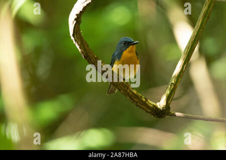 Grandi blu flycatcher, Cyornis magnirostris, Mishmi colline, Arunachal Pradesh, India Foto Stock