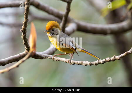 Bar-throated minla Bar-throated siva chestnut-tailed minla, Minla strigula, Mishmi colline, Arunachal Pradesh, India Foto Stock