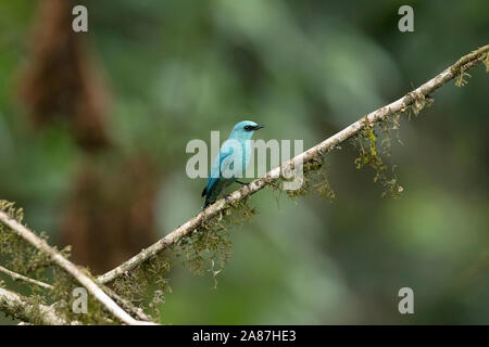 Verditer Flycatcher, Eumyias thalassinus, Mishmi colline, Arunachal Pradesh, India Foto Stock