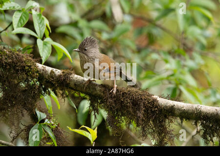 Streak-throated barwing, Actinodura waldeni, Mishmi colline, Arunachal Pradesh, India Foto Stock