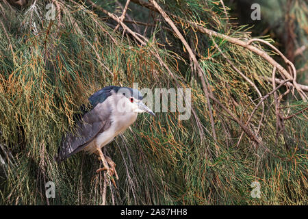 Uccello Dorminhoco ritratto in rami di alberi Foto Stock