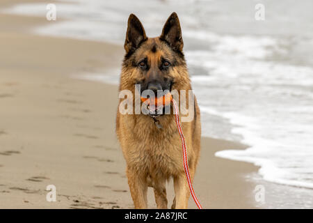 Crissy Field, San Francisco, Stati Uniti d'America. 6 Nov 2019. Si tratta di Playtime per cani sulla spiaggia di Crissy Field a San Francisco. Credito: Tim Fleming/Alamy Live News Foto Stock