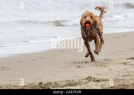 Crissy Field, San Francisco, Stati Uniti d'America. 6 Nov 2019. Si tratta di Playtime per cani sulla spiaggia di Crissy Field a San Francisco. Credito: Tim Fleming/Alamy Live News Foto Stock