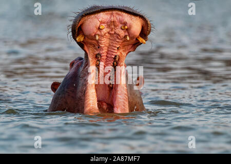 Ippopotamo - Hippopotamus amphibius o ippopotamo è grande, soprattutto, erbivori semiaquatic mammifero nativo per l'Africa sub-sahariana. Testa guardando dal wa Foto Stock