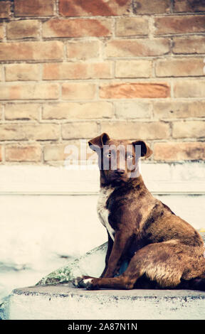 piccolo cane marrone sulla strada. foto. Foto Stock
