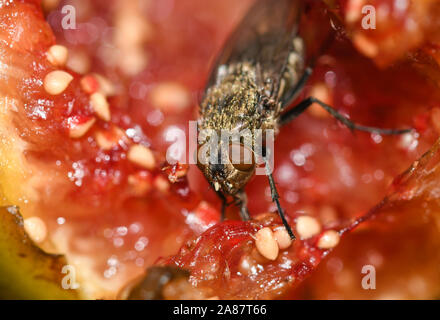 Close-up di cluster comune volare alimentazione su un fig Foto Stock