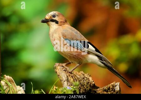 Eurasian jay (Garrulus glandarius) in piedi su una radice, Siegerland, Nord Reno-Westfalia, Germania Foto Stock