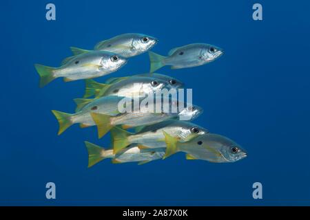 Sciame Ehrenberg's Snapper (Lutjanus monostigma) nuota in mare aperto, della Grande Barriera Corallina, Sito Patrimonio Mondiale dell'Unesco, Pacifico, Australia Foto Stock