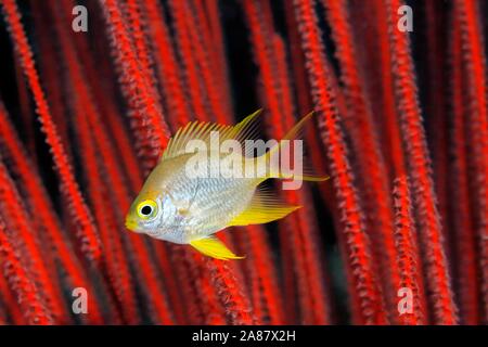 Golden castagnole (Amblyglyphidodon aureus) nella parte anteriore dell'asta rosso (gorgonia Ellisella ceratophyta), la Grande Barriera Corallina, Patrimonio Mondiale dell Unesco Foto Stock