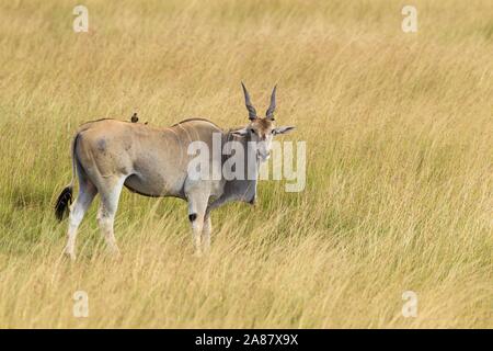 Eland comune (Taurotragus oryx) in piedi in erba alta, il Masai Mara riserva nazionale, Kenya Foto Stock