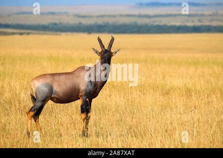 Topi (Damaliscus lunatus), il Masai Mara riserva nazionale, Kenya Foto Stock