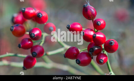 La rosa canina frutto. Il trattamento con piante medicinali. La rosa canina frutti rossi (Rosa canina, radica). Wild mature cinorrodi sulla boccola in natura. Foto Stock