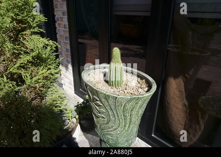 Piccolo cactus nel grande vaso in uno sbilanciamento Foto Stock