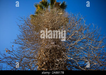 Cercando il palm tree Foto Stock