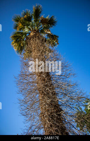 Hairy Palm tree Foto Stock