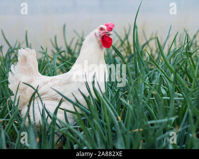 Bresse Gauloise pollo, Rooster, Bresse Hühner, Bresse Henne, Hahn, Janja Bosnien Foto Stock