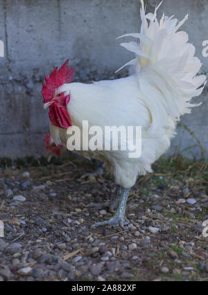 Bresse Gauloise pollo, Rooster, Bresse Hühner, Bresse Henne, Hahn, Janja Bosnien Foto Stock