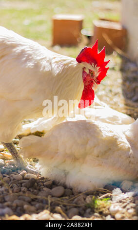 Bresse Gauloise pollo, Rooster, Bresse Hühner, Bresse Henne, Hahn, Janja Bosnien Foto Stock