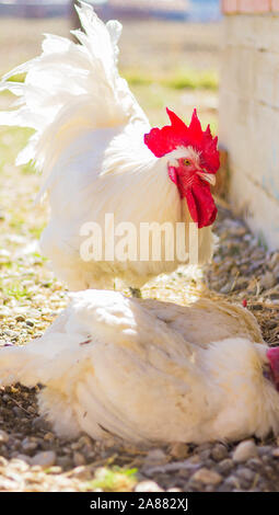 Bresse Gauloise pollo, Rooster, Bresse Hühner, Bresse Henne, Hahn, Janja Bosnien Foto Stock