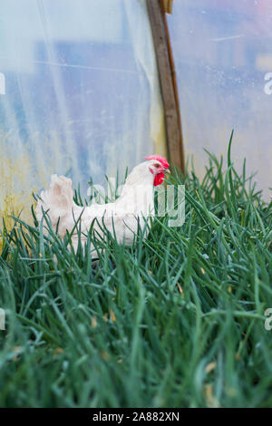 Bresse Gauloise pollo, Rooster, Bresse Hühner, Bresse Henne, Hahn, Janja Bosnien Foto Stock