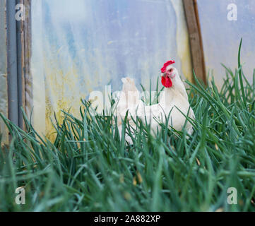 Bresse Gauloise pollo, Rooster, Bresse Hühner, Bresse Henne, Hahn, Janja Bosnien Foto Stock