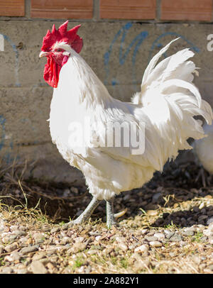 Bresse Gauloise pollo, Rooster, Bresse Hühner, Bresse Henne, Hahn, Janja Bosnien Foto Stock