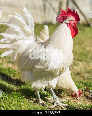 Bresse Gauloise pollo, Rooster, Bresse Hühner, Bresse Henne, Hahn, Janja Bosnien Foto Stock