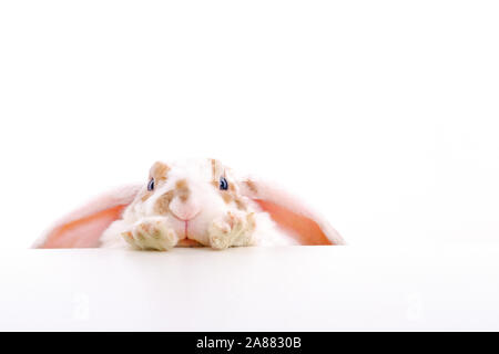 Carino piccolo di colore arancione e bianco bunny Coniglio Coniglio fa capolino da dietro un tavolo su sfondo bianco - animali e animali domestici concetto. Copyspace. Foto Stock