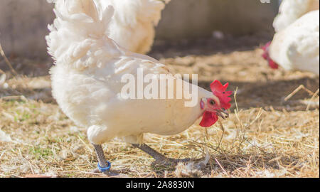 Bresse Gauloise pollo, Rooster, Bresse Hühner, Bresse Henne, Hahn, Janja Bosnien Foto Stock