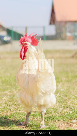 Bresse Gauloise pollo, Rooster, Bresse Hühner, Bresse Henne, Hahn, Janja Bosnien Foto Stock