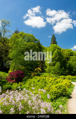 Un display brillante di coloratissimi fiori di rododendro a giardini Stourhead, Wiltshire, Inghilterra, Regno Unito Foto Stock