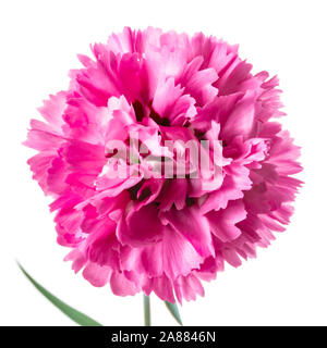Singola testa di rosa fiori di garofano isolato su uno sfondo bianco Foto Stock