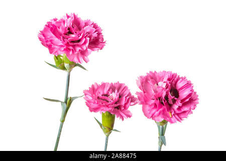 Profumo di rosa fiori di garofano isolato su uno sfondo bianco Foto Stock