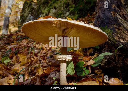 Adulto macrolepiota procera nella foresta Foto Stock