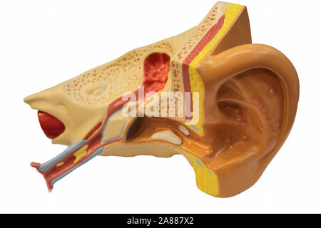 Orecchio umano modello anatomico Foto Stock